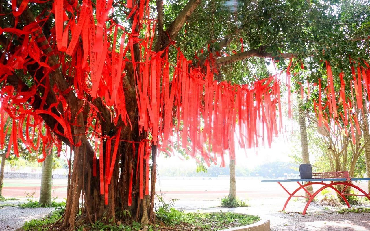 榕树种在屋前屋后有什么影响,房前有榕树好吗