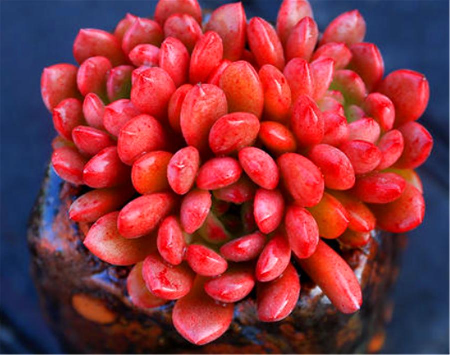 多肉红宝石的十大忌讳,多肉红宝石怎么才发红