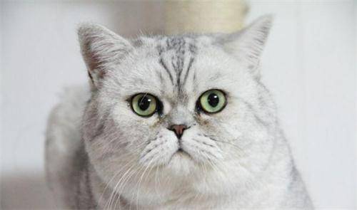 猫咪总是吃猫砂怎么解决,为什么猫咪吃猫砂