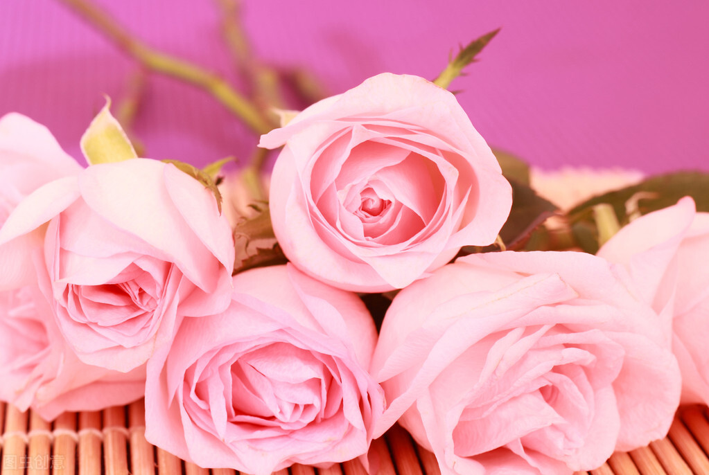 香槟玫瑰的花语是什么,玫瑰的花语是什么大全