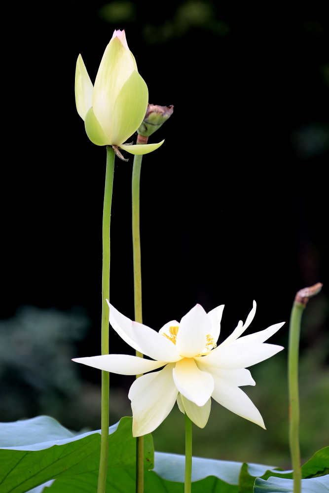 荷花朵朵歌曲完整版,口琴演奏绿岛小夜曲a调完整版