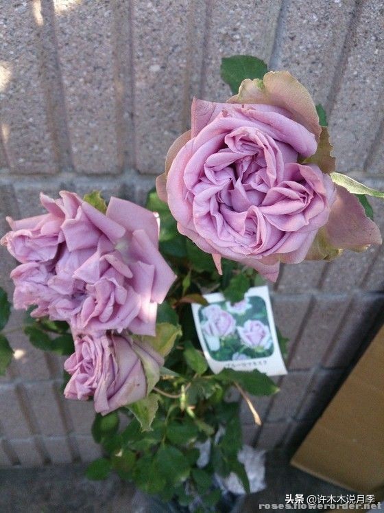 30种黄色月季,10种超美的蓝色月季