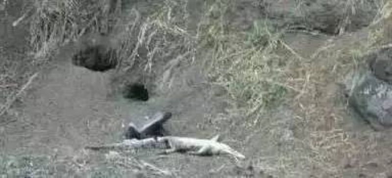 全球最无所畏惧的平头哥,世界上谁能打败平头哥