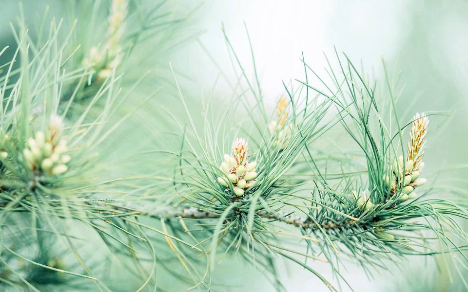 胞磷胆碱食物,胞磷胆碱钠的用途
