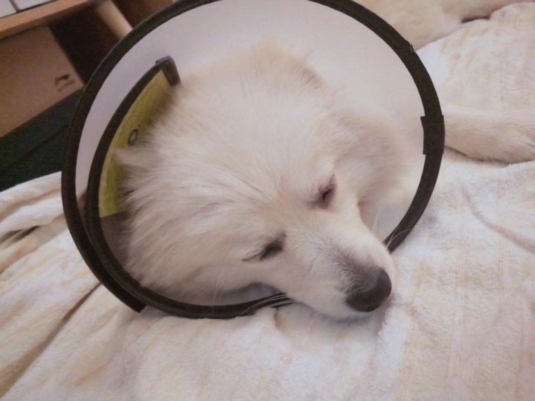 啧啧啧~断绝它的“性”福之路前你有仔细考虑吗？