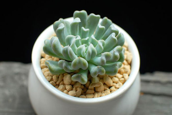 特玉莲有紫色吗,特玉莲多肉的姿态