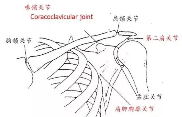 肩关节后伸动作解剖,肩关节的关节囊解剖
