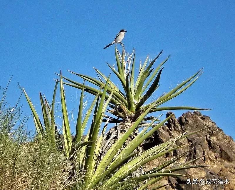 丝兰凤尾兰剑麻就是同一种植物吗,龙舌兰和剑兰的区别图片