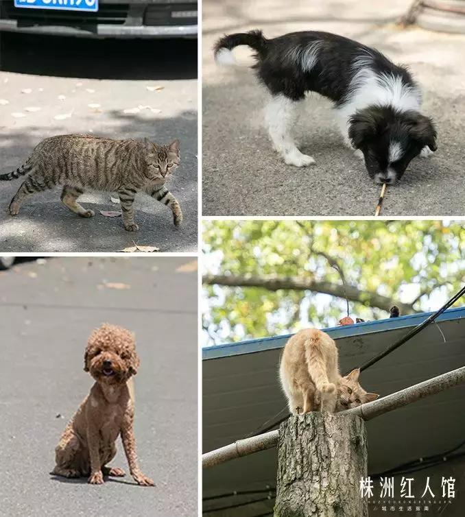 株洲神农公园的传说,株洲神农公园游览图