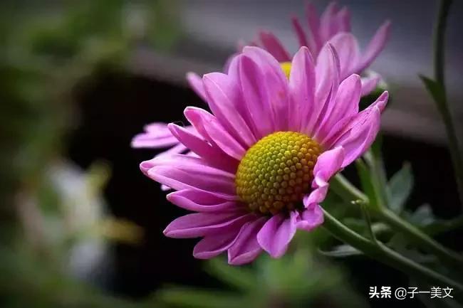 触动心弦的唯美早安心语配图,励志早安心语正能量简短触动心弦