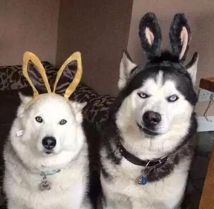 狗狗出现哪些症状表现想喝水,狗狗出现什么症状是喜欢你