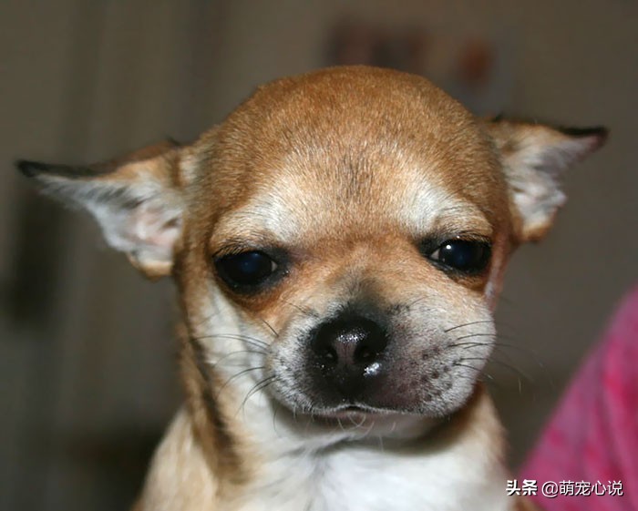 被蜜蜂给蛰了的猫咪狗狗们,猫咪狗狗被蜜蜂蜇了咋办