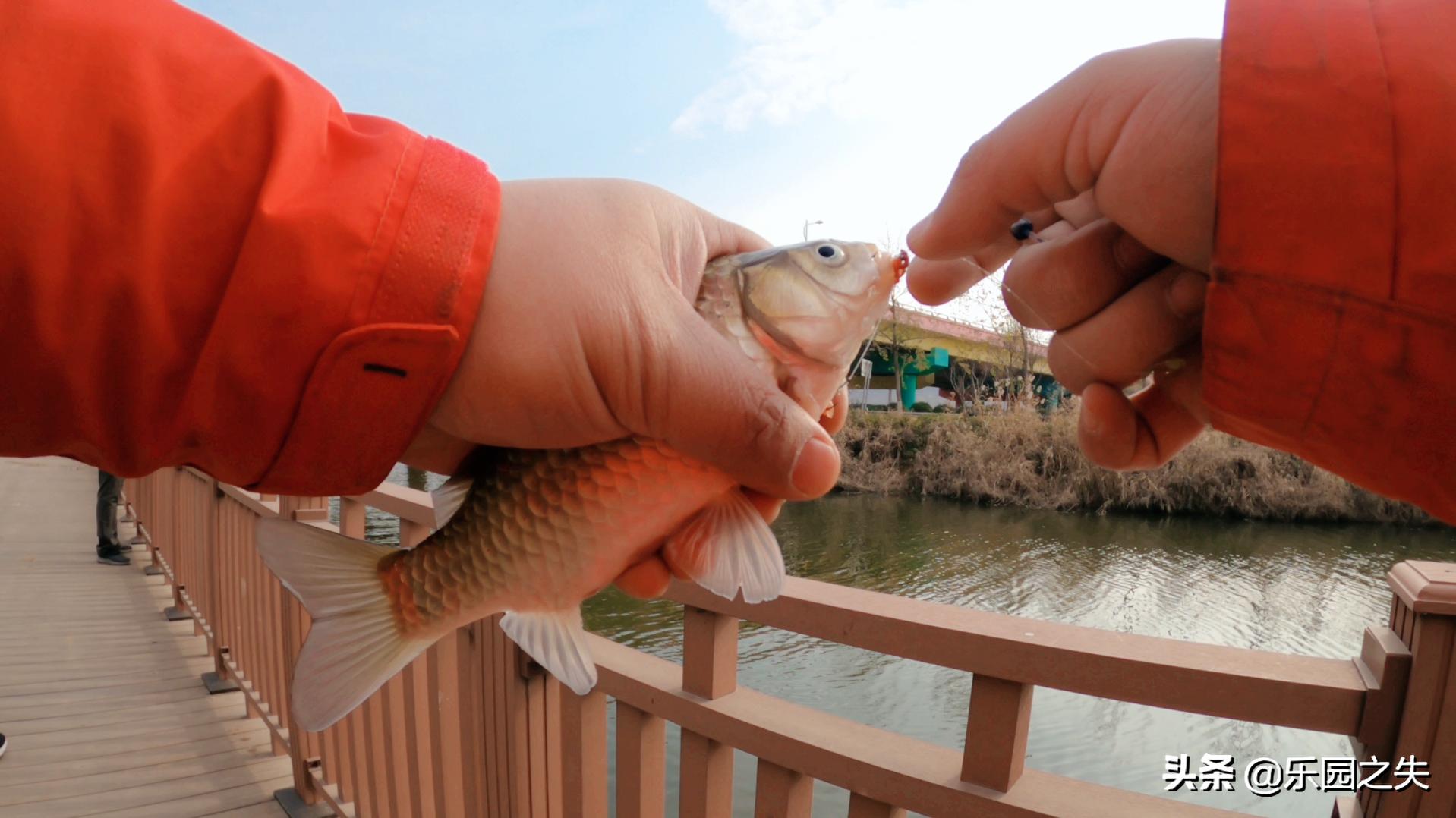 冬季钓鱼必杀饵红虫的选择与保鲜,冬季野钓红虫拉饵还需要打窝