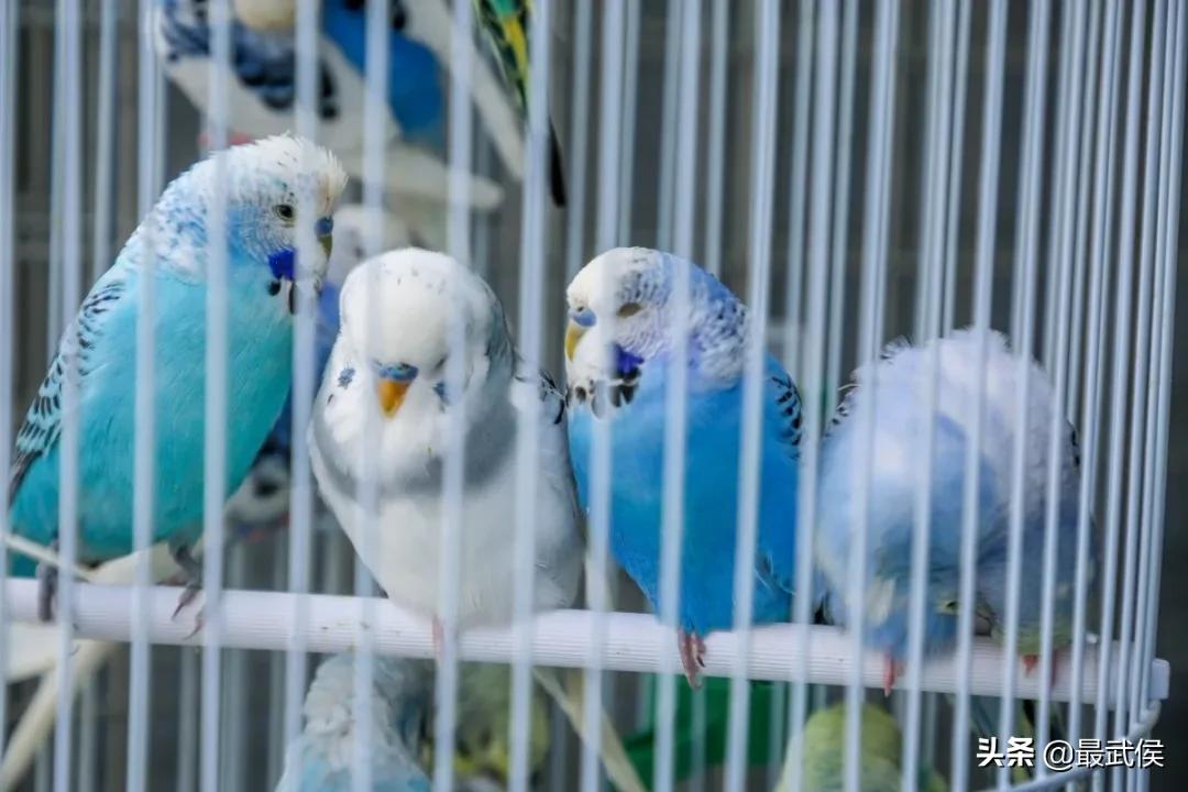 超便宜！成都铁轨下的花市5元买回一个春天！