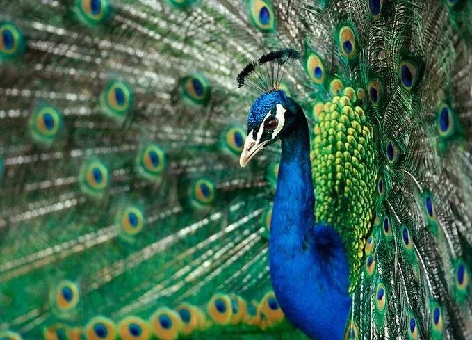 云南白毫银针茶,茶为什么甜