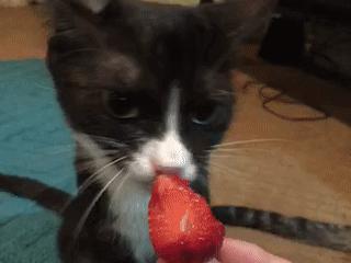 猫属于肉食动物一般不吃什么,猫咪是肉食动物为什么也吃饼干