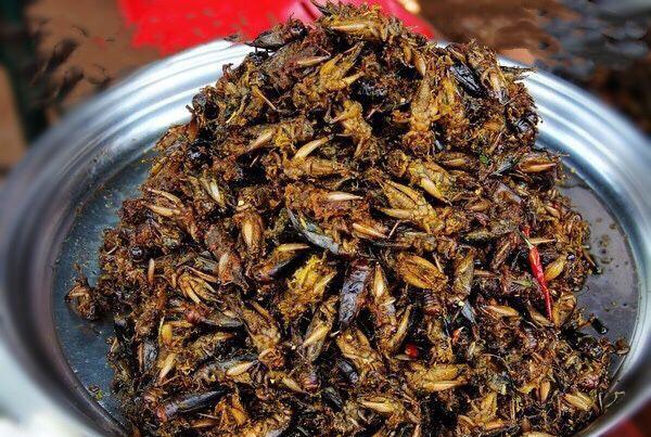 带大家了解一下昆虫美食,国外很火的4种美食昆虫你敢吃吗