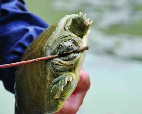 甲鱼死也不松口怎么办,甲鱼为什么老是无缘无故死了