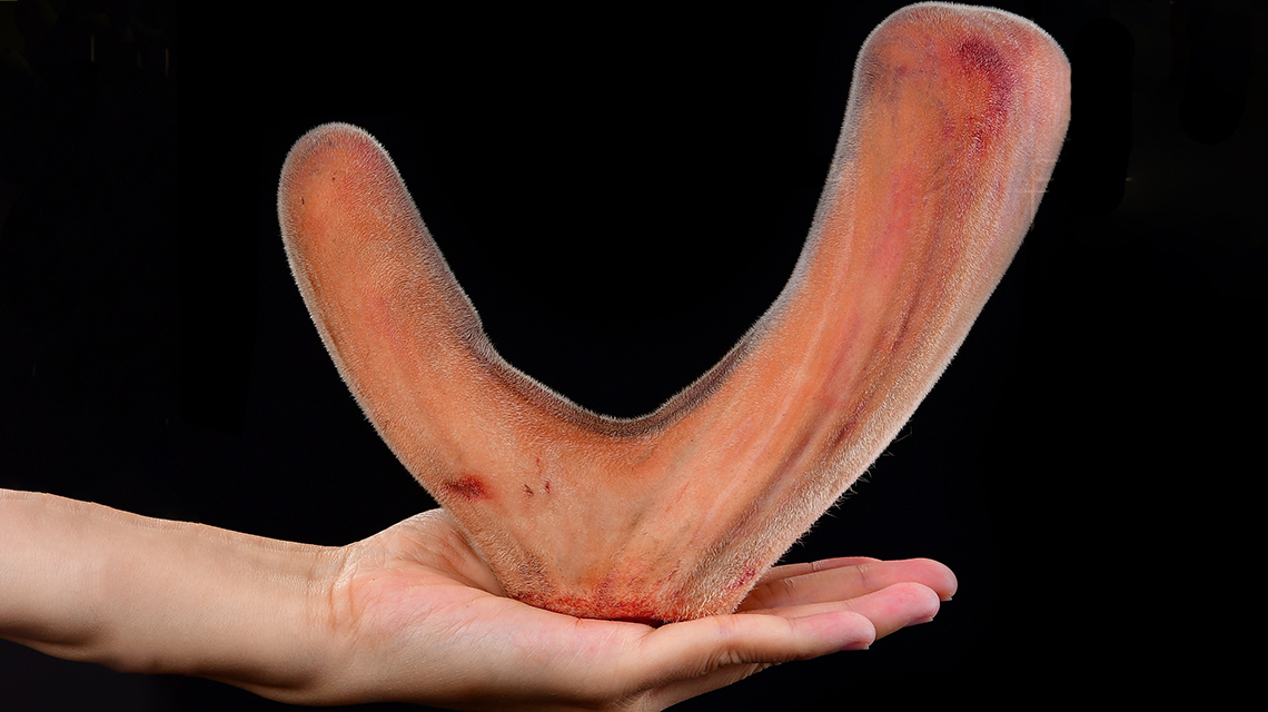 怎么看鹿茸蜡片真假,鹿茸蜡片的真假辨别