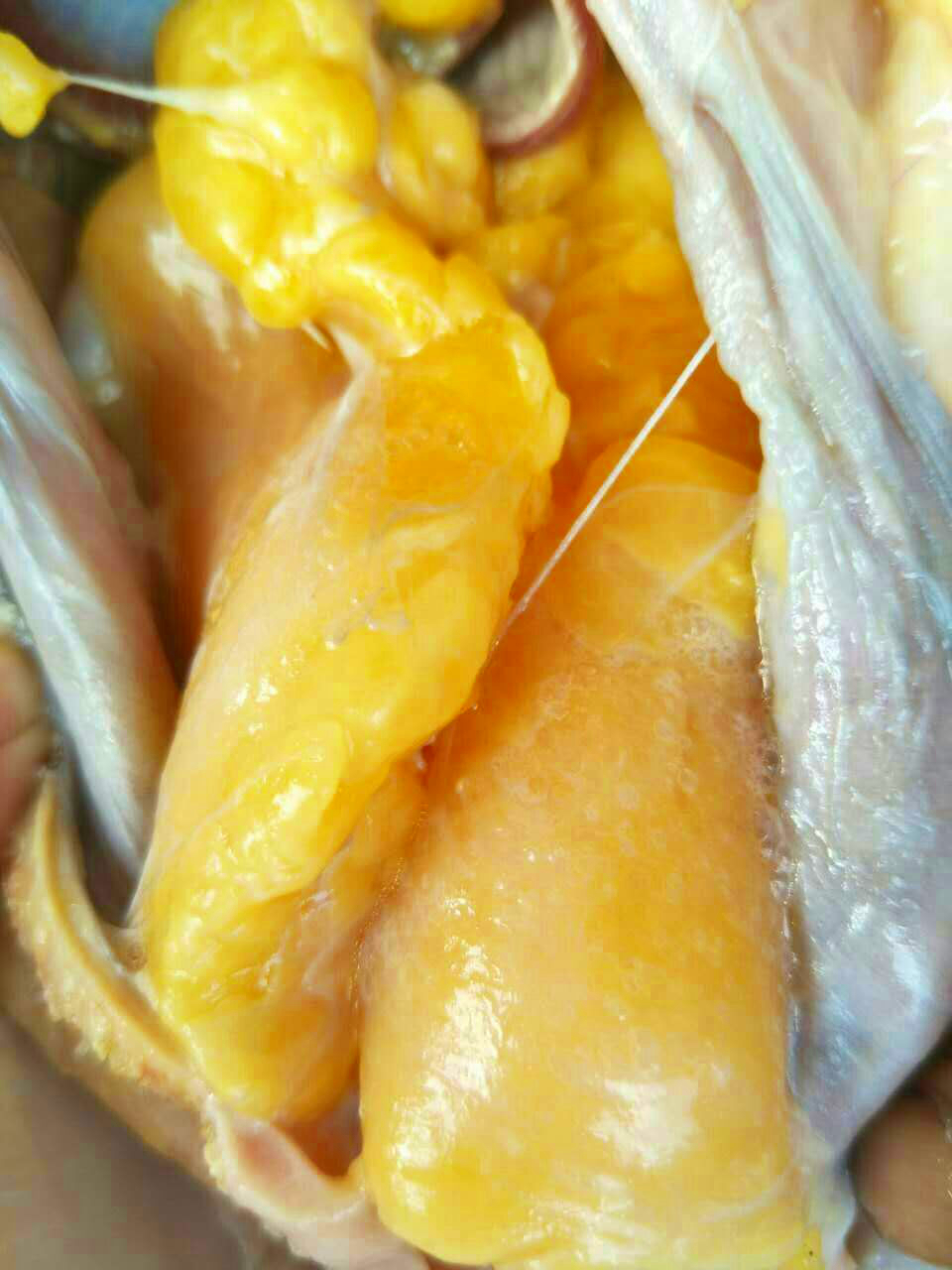 母鸡杀后肚子里的黄油很多,买了一只母鸡肚子里有一颗鸡蛋