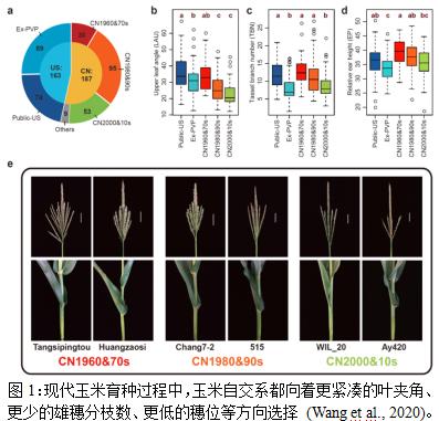 育种遗传图谱,遗传育种的过程图解