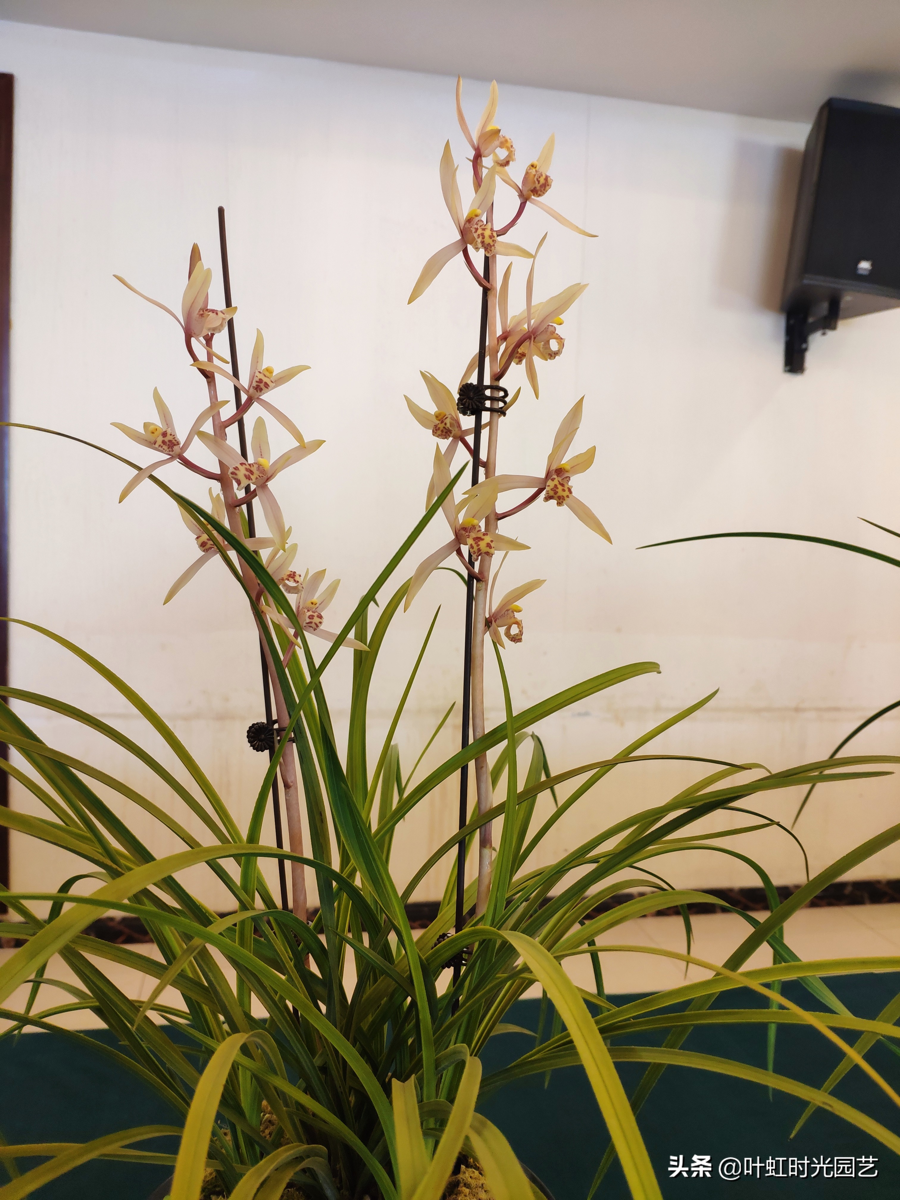 兰花叶片喷水,兰花叶子喷水