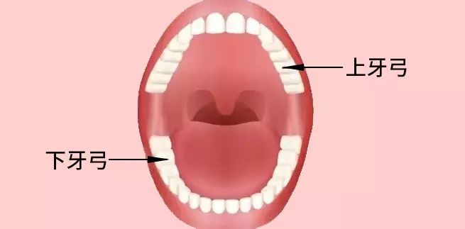 如何避免吃饭时咬到腮帮子或舌头,咬到舌头是不是准备吃肉呢