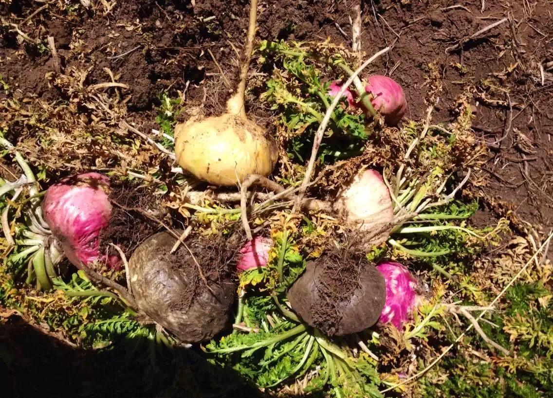 玛咖，忽悠还是神奇？顶高反，亲历安第斯高寒区，还原真实的玛咖