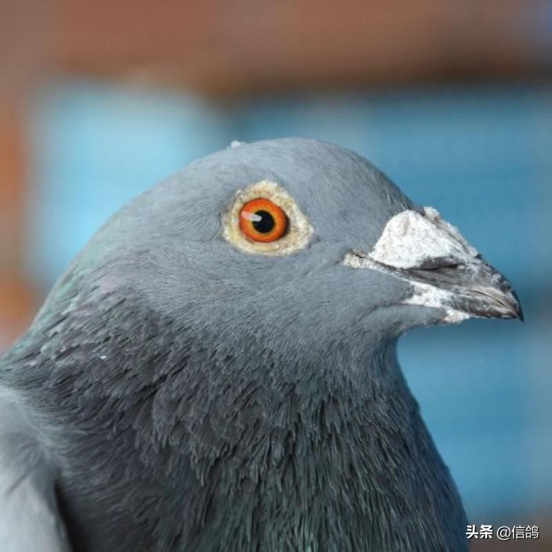 跟谁有仇就让谁当老板,养鸽子让谁管