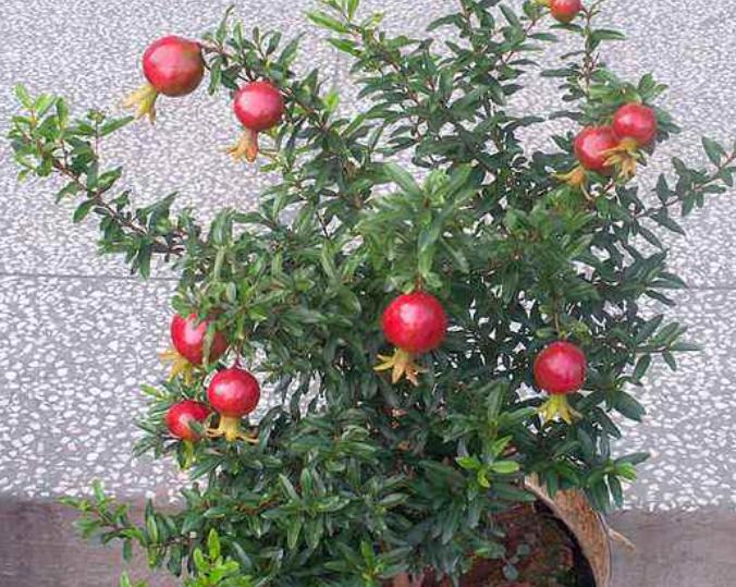 观花观果石榴盆栽冬天落叶吗,观花石榴开花期如何管理