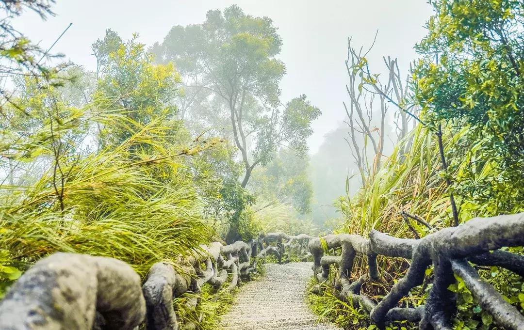附近莲塘,附近的莲塘