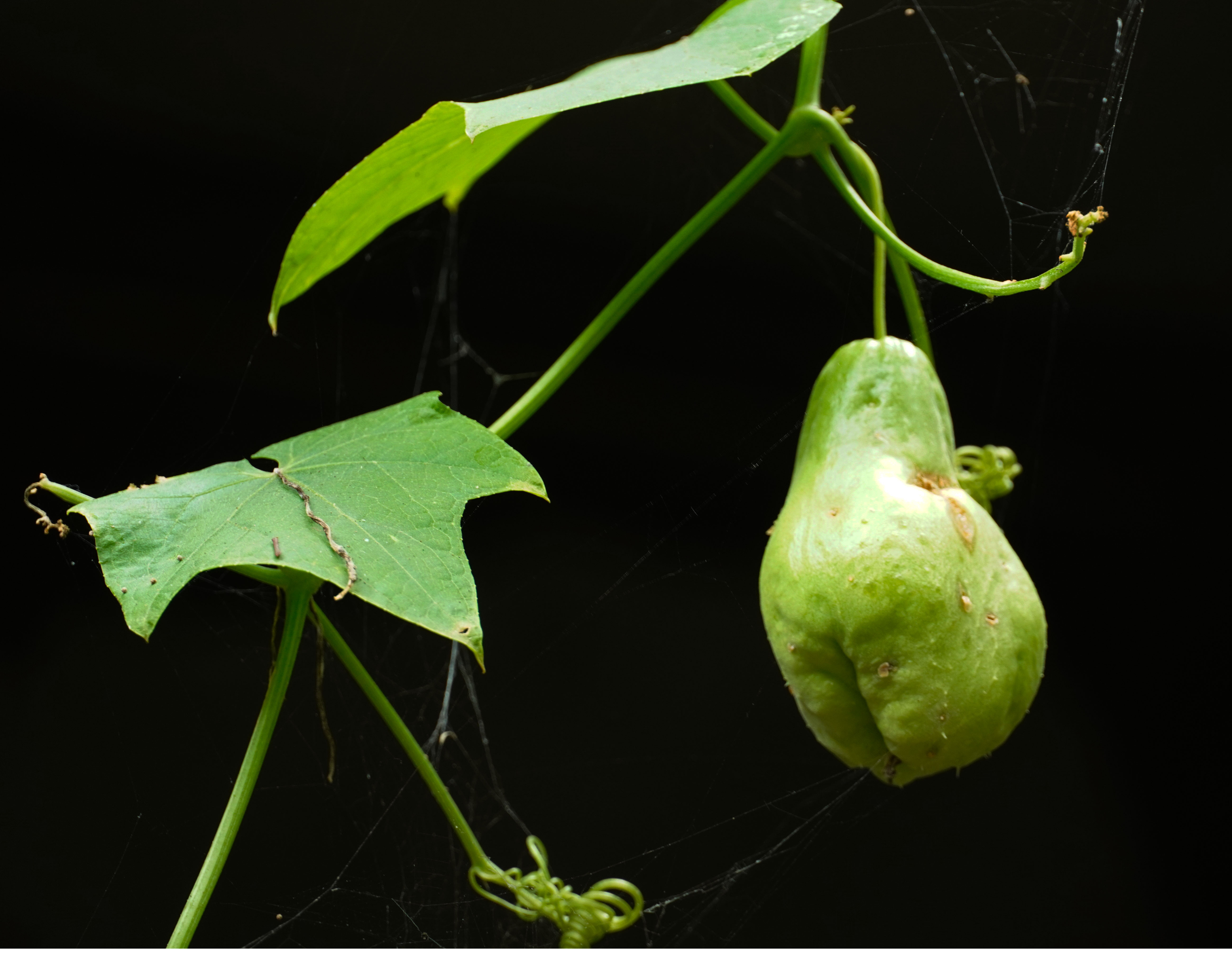 乡里南瓜子土特产,农家土特产南瓜子