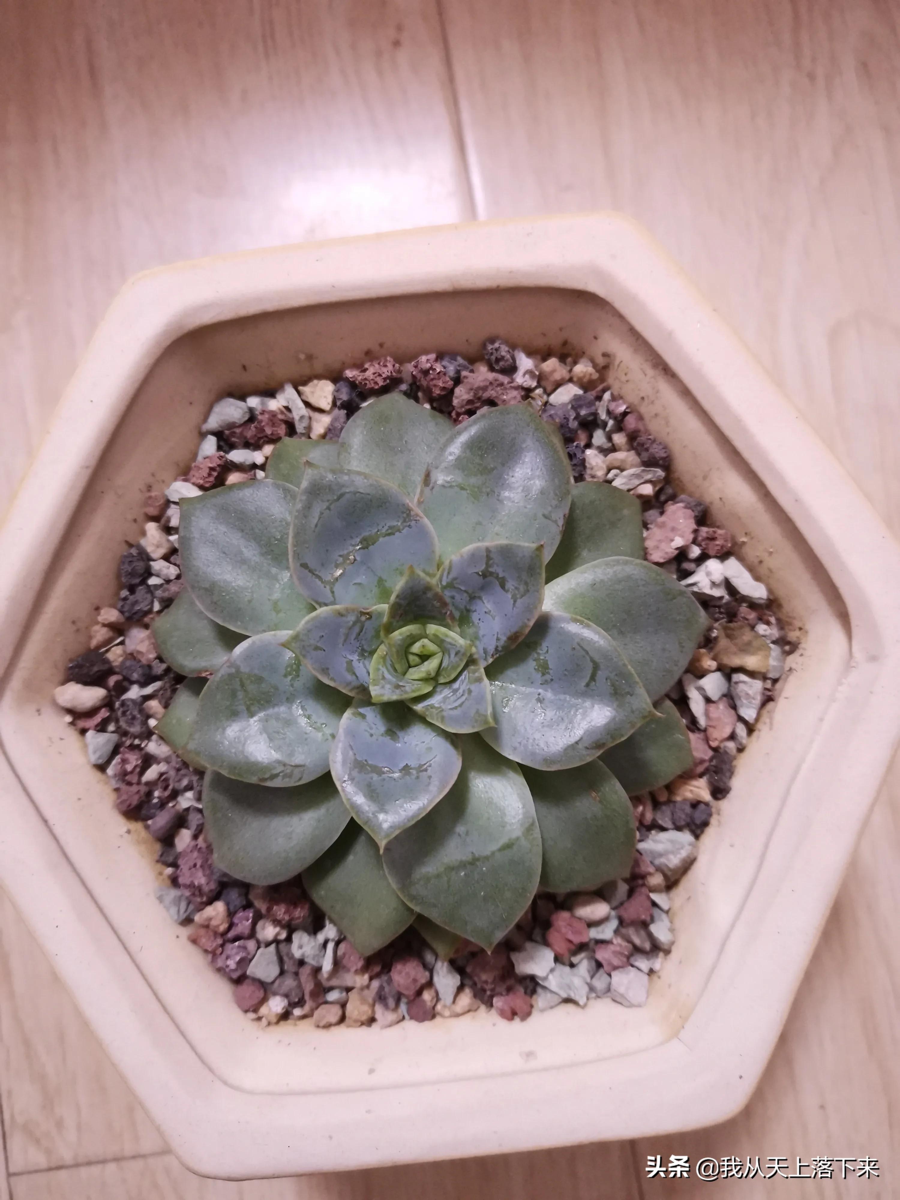 89种常见多肉植物品种图，实物拍摄，还不认识的小伙伴赶紧收藏好