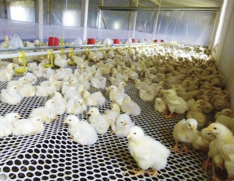 养鸡高手教你管理好鸡,想要把鸡养好