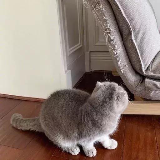 网友哭了：抓破沙发、抓坏窗帘，猫咪为什么那么喜欢到处磨爪子？