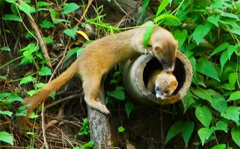 真正的黄鼠狼能不能吃,黄鼠狼死了能够吃吗