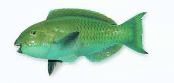 十种受欢迎的海鲜鱼类,最名贵的海鲜鱼类