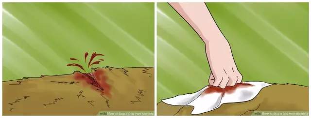 狗狗常见的意外事故及急救方法,狗狗意外伤人怎么治疗