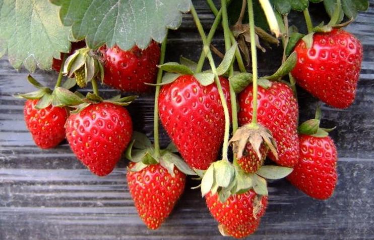 清明过后吃什么水果正当时,清明节前后应季水果的功效和作用