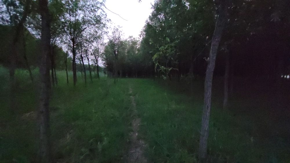 泉城玉符河，著名垛田柳树林，盛产截柳龟，你可摸过？