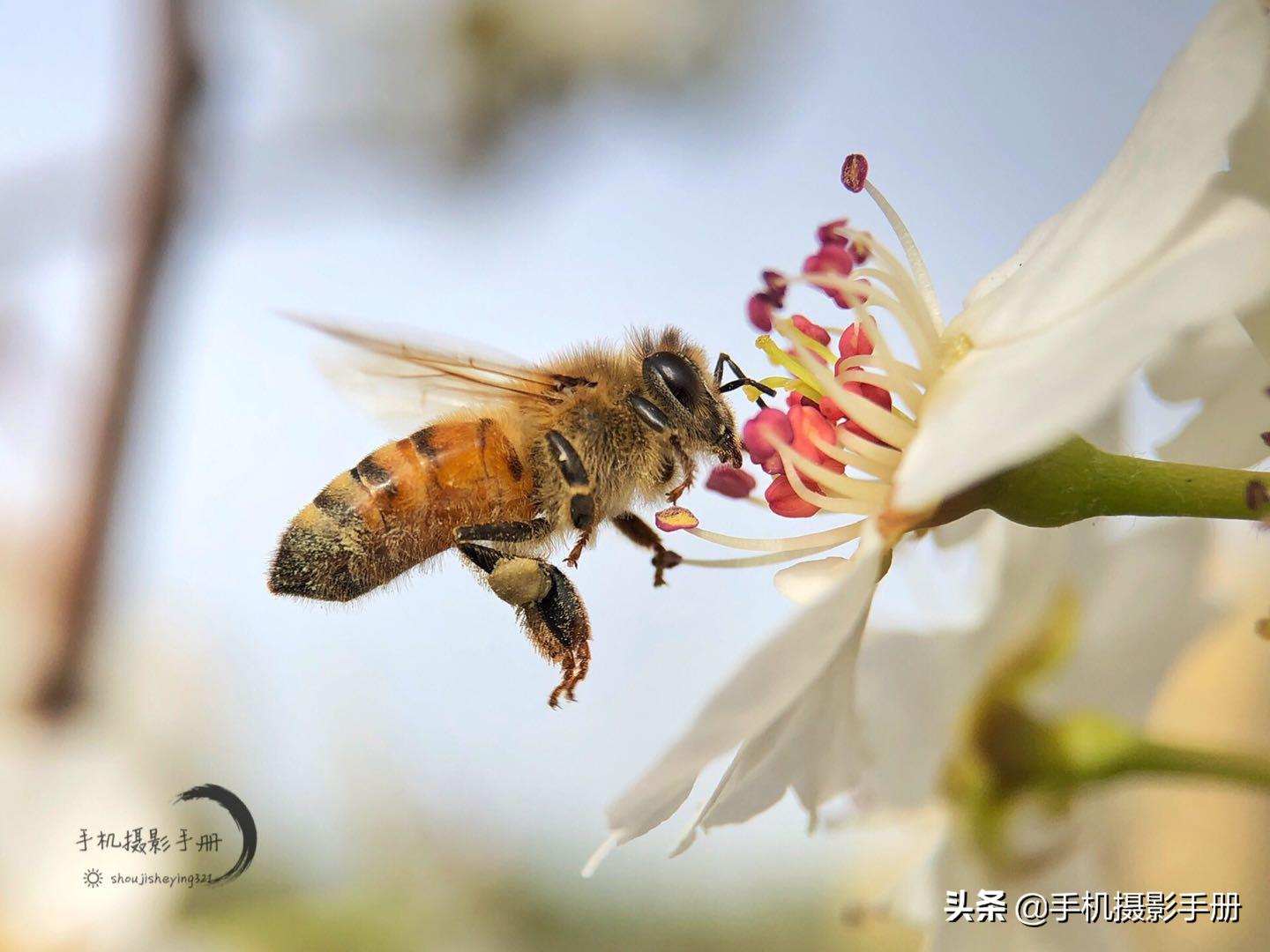 怎样选择手机专业外接长焦镜头,双镜头手机怎么外接镜头