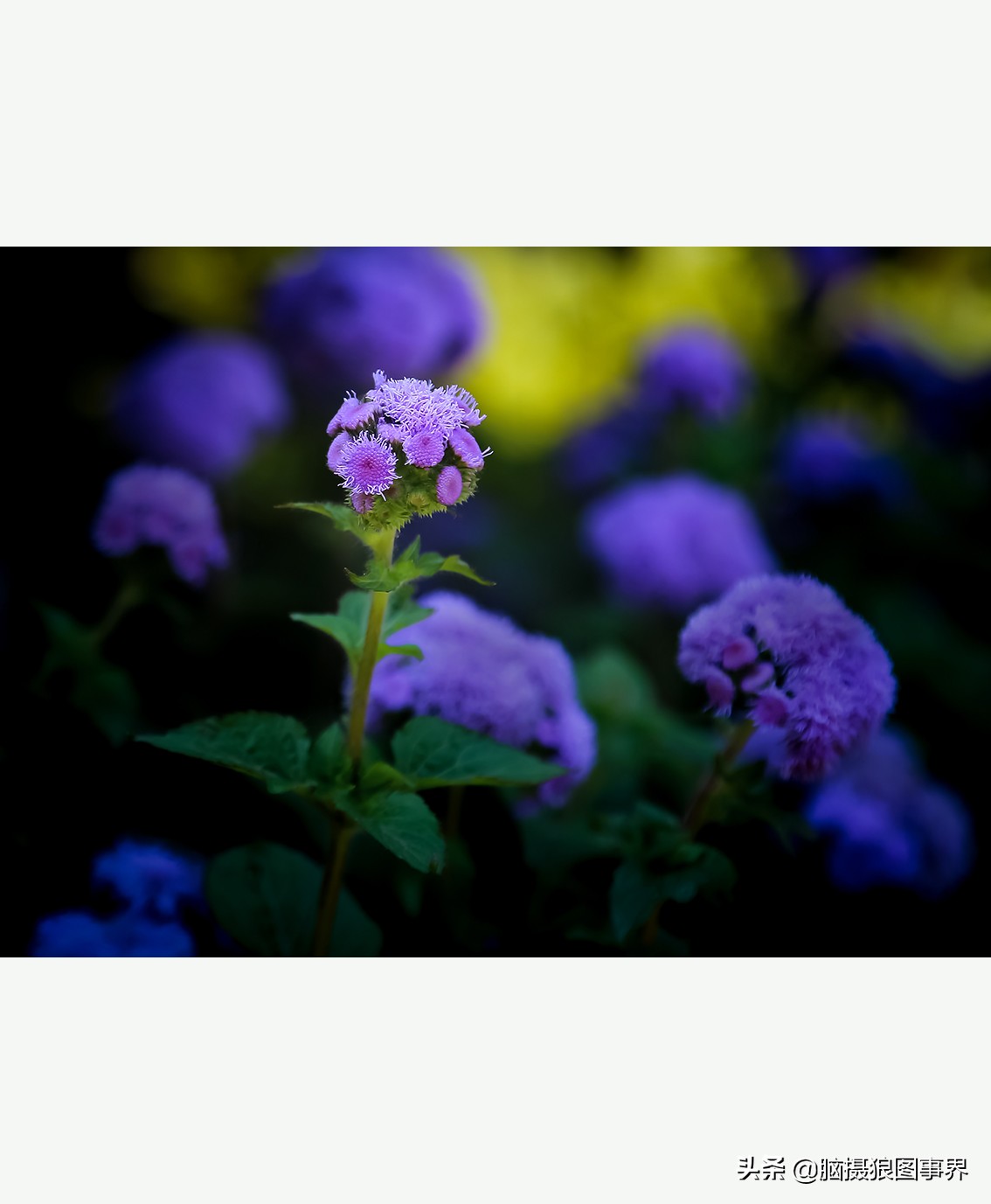 佳能24105红圈镜头测评,佳能24105红圈镜头价位