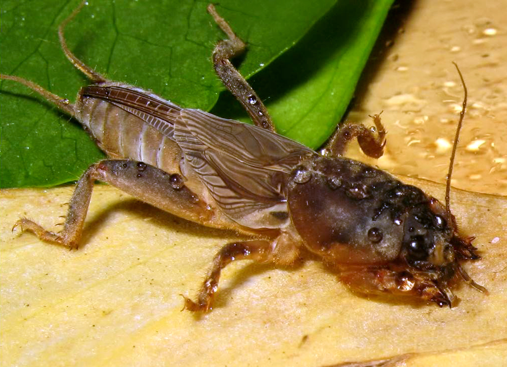 农村土狗的害虫,农村的土狗什么都可以吃吗