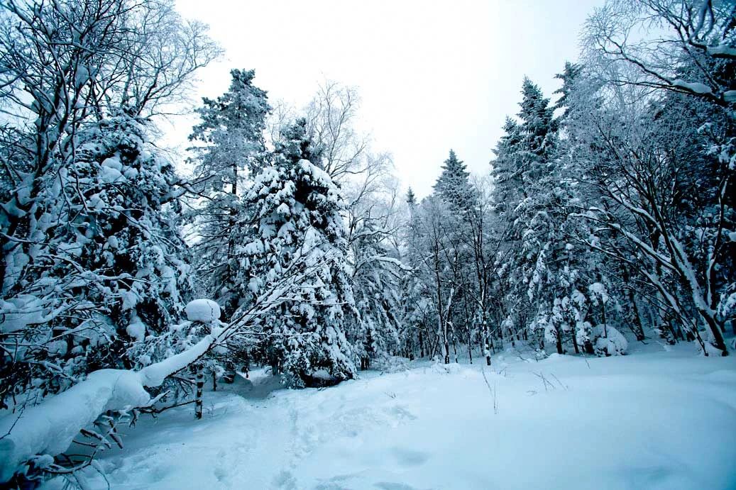 冬季的庭院景观,美丽如画的自然景观让人心旷神怡
