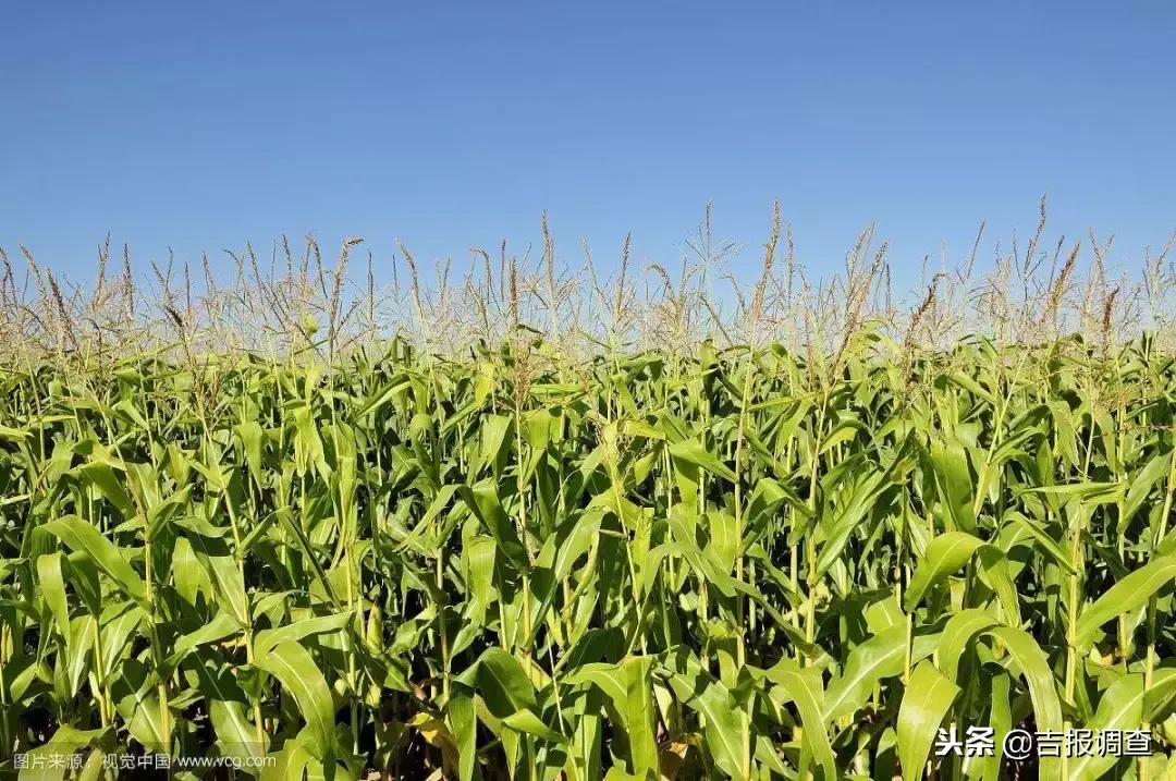 有关如何实现乡村振兴的范文,如何使自己家乡实现乡村振兴目标