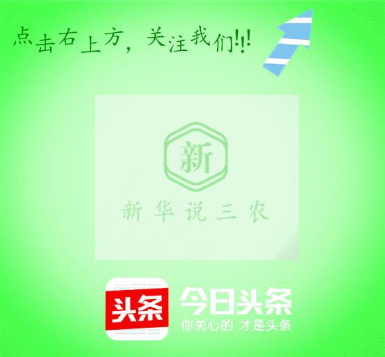 养牛人得布病怎么防治,养牛场牛病防治注意事项