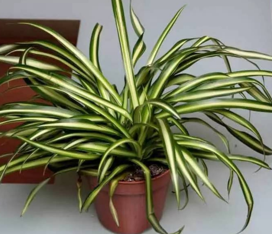 吊兰叶子发黄怎么补救最快,吊兰叶子发黄怎么办如何处理