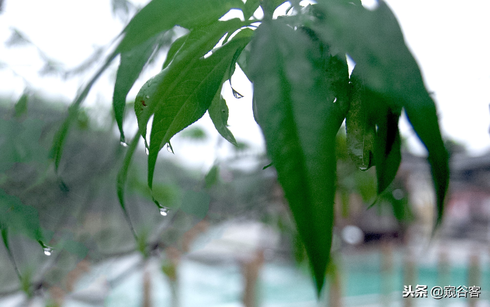 不可错过的英文歌,不可错过的云水谣