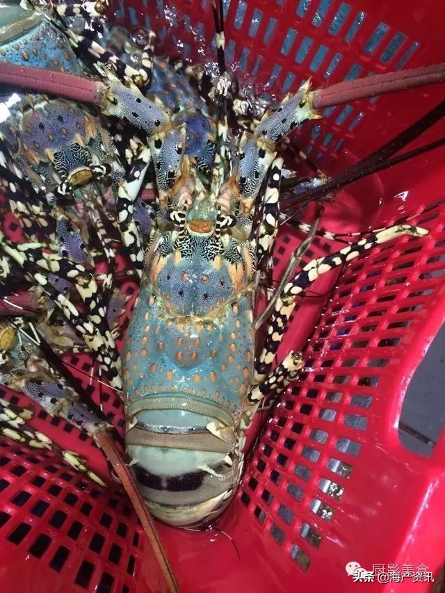 这些外形奇葩而味道超级赞的海鲜,广东十大硬核海鲜品种