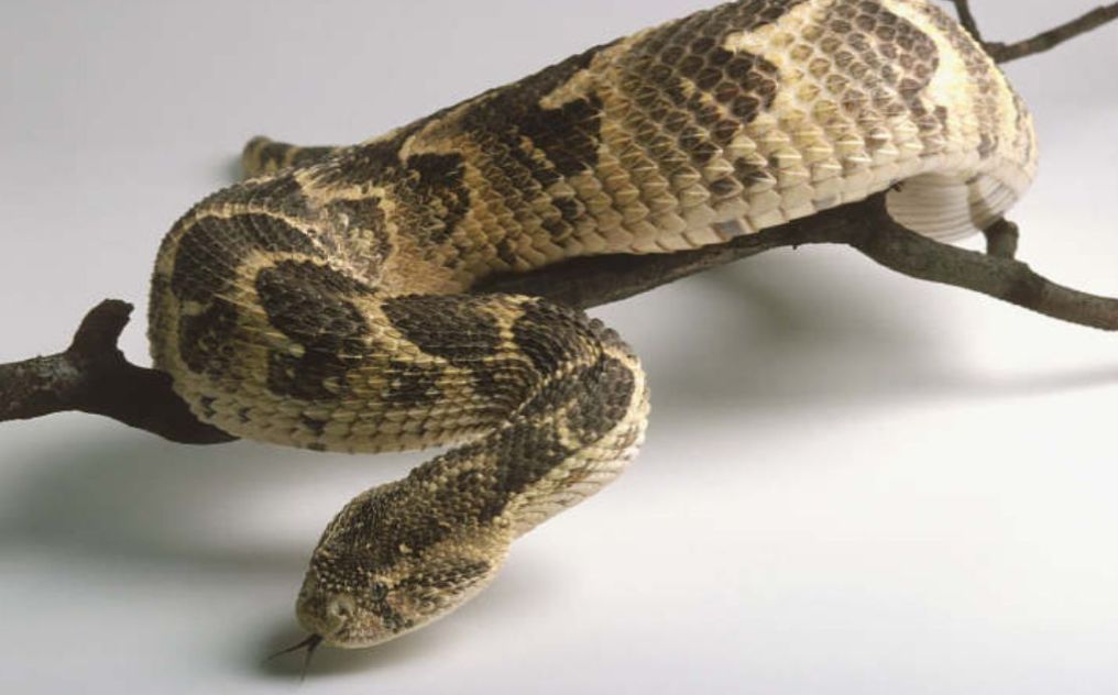 全球最无所畏惧的平头哥,世界上谁能打败平头哥